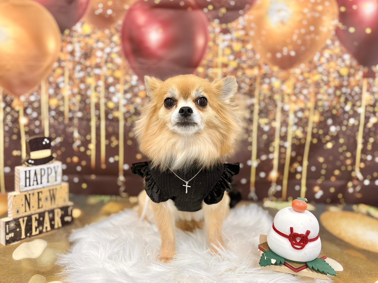 黒のフリルドレスを着たチワワ
