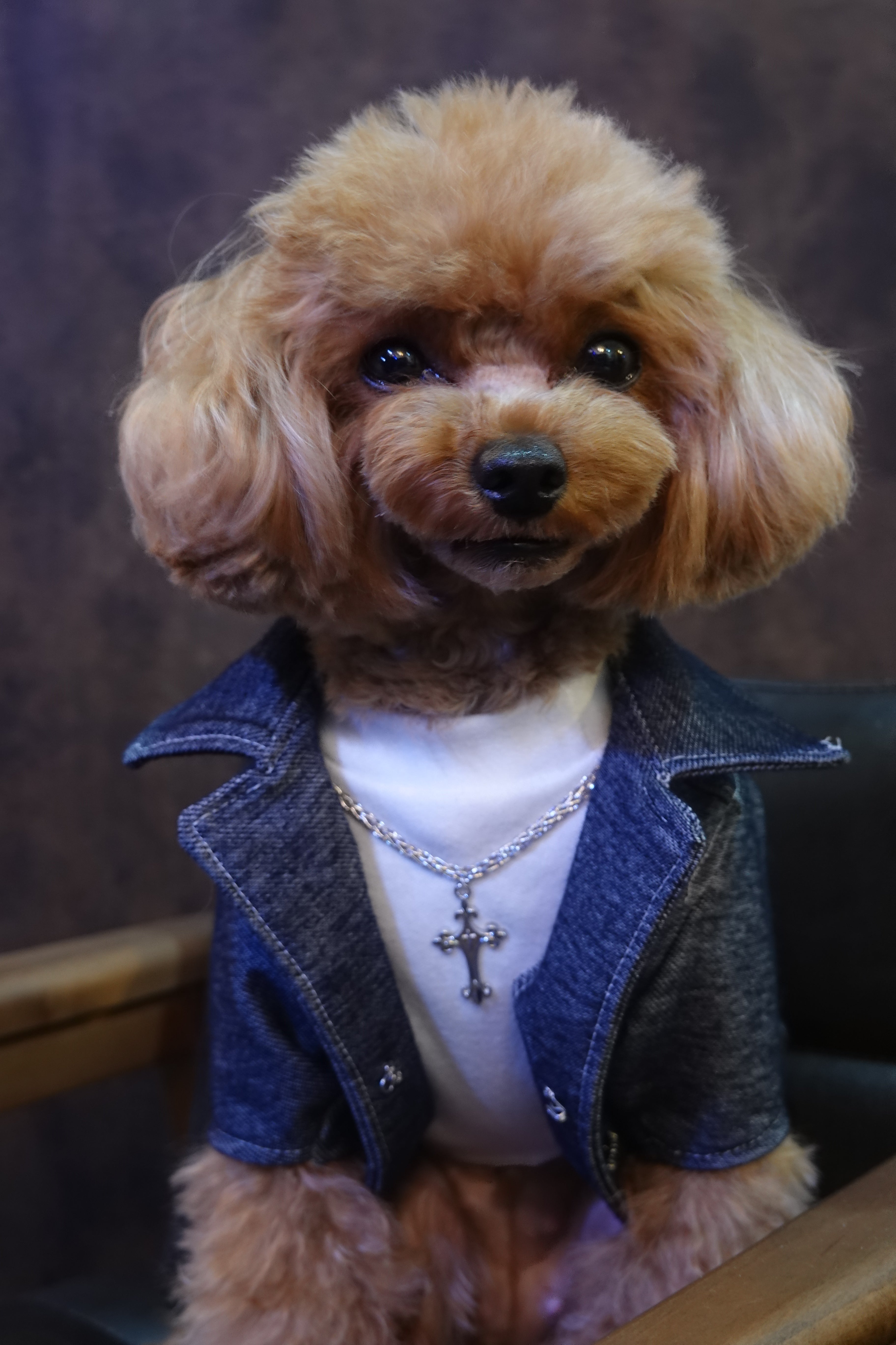 Atelier Câlin 良質な犬服（WANドレス）で飼主様とワンちゃんに豊かな