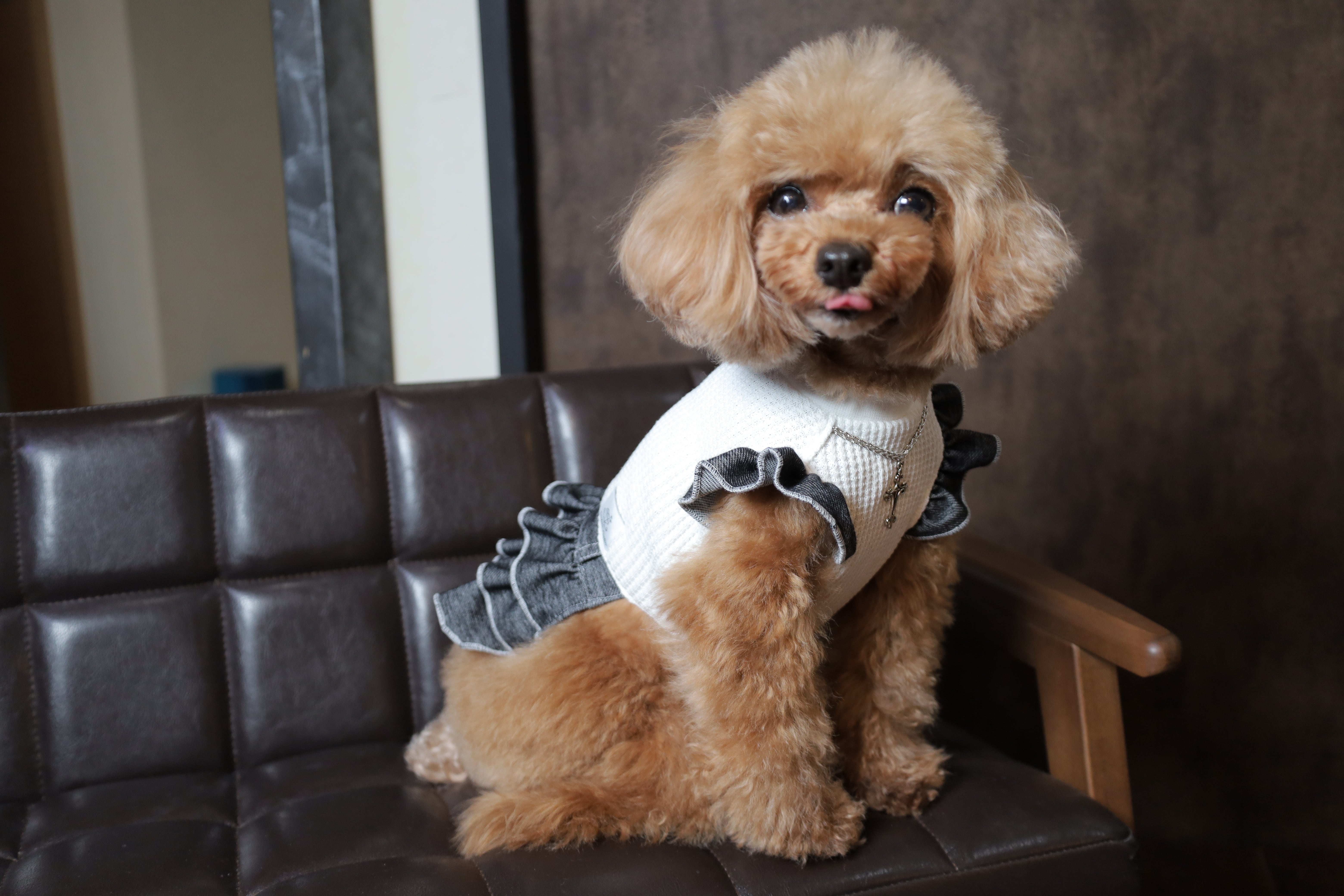 アトリエgg 犬用　ワンピース GG MADE IN TOKYO.』『GG+KIITI』『GG DENIM LINE』『Chocolat de