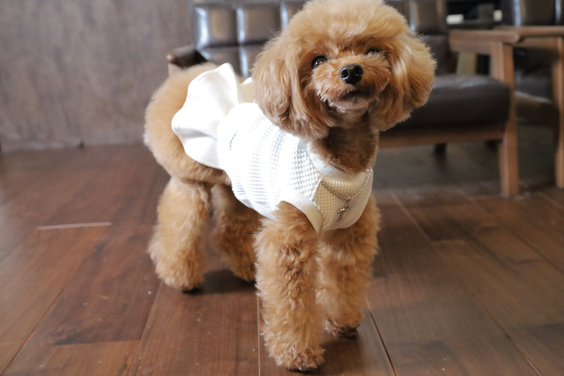 WANドレスを着た愛犬との大切な時間