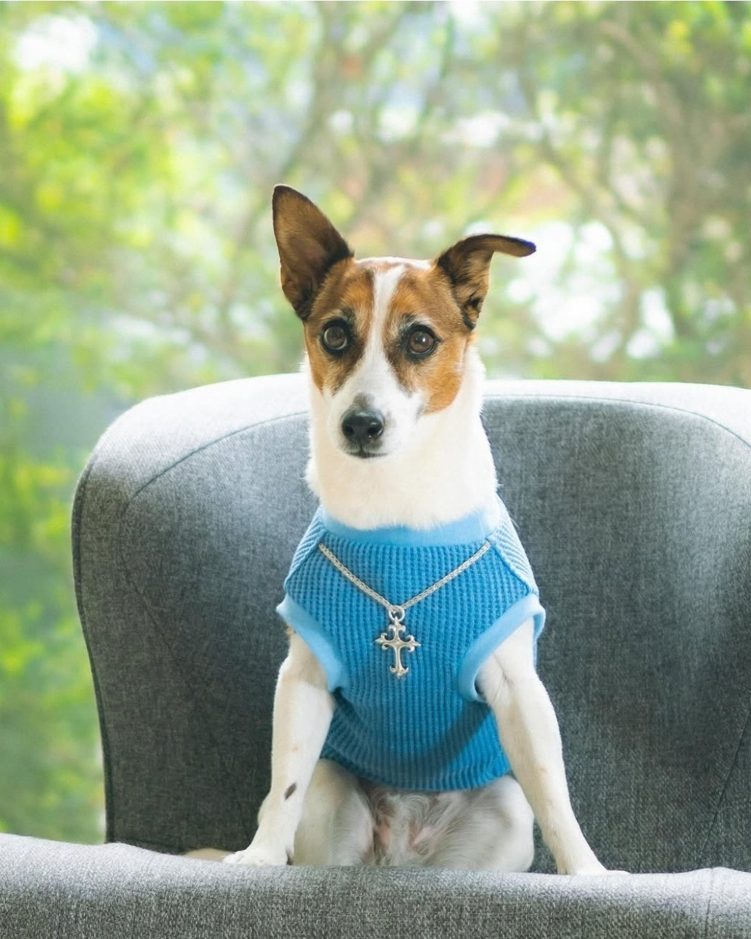 犬服・アクセサリー atelierGG MUTO242625_01_large.jpg?v=