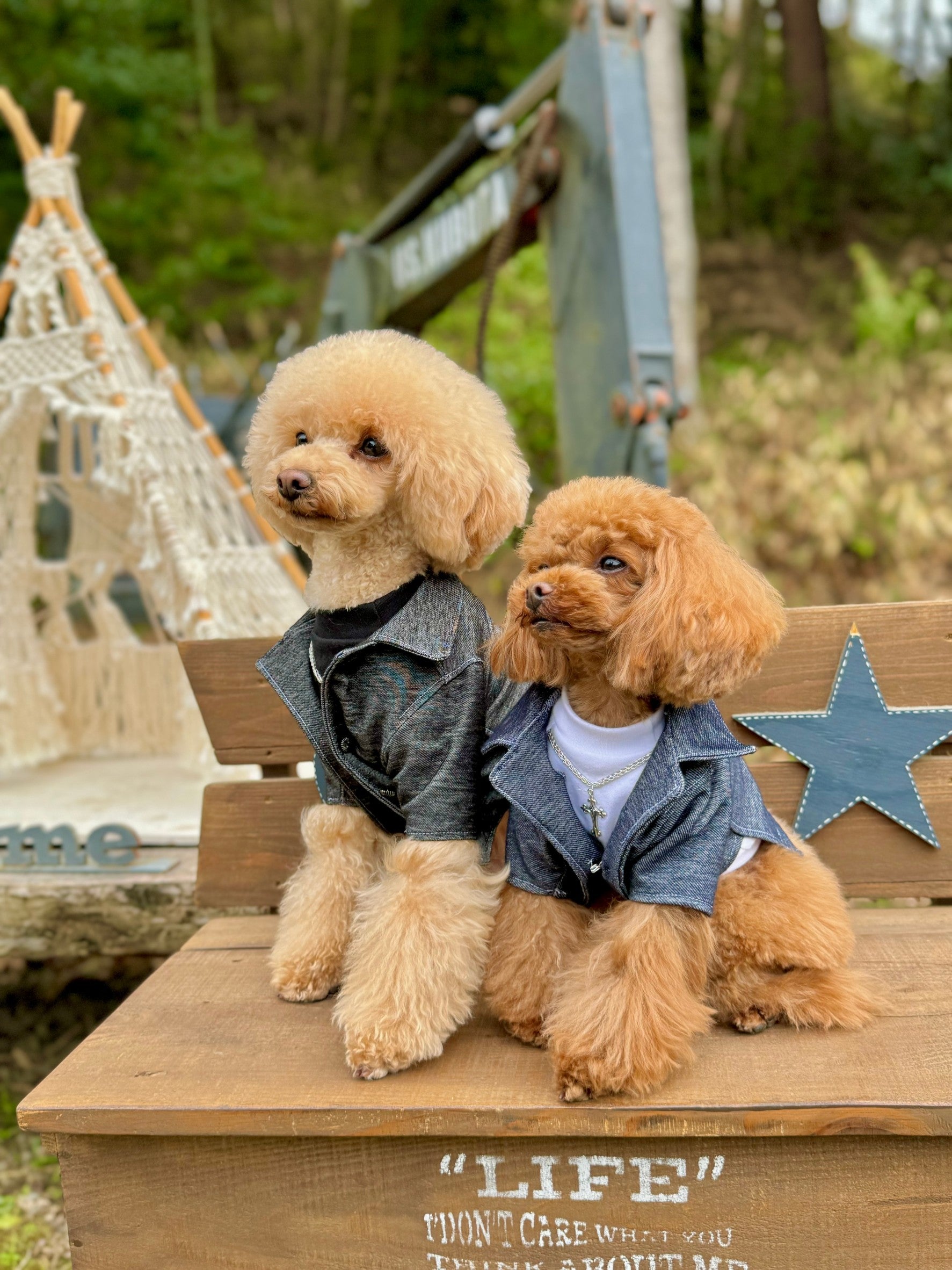 Atelier Câlin オーダーメイド犬服（Ｗａｎドレス）でＷａｎちゃんに 