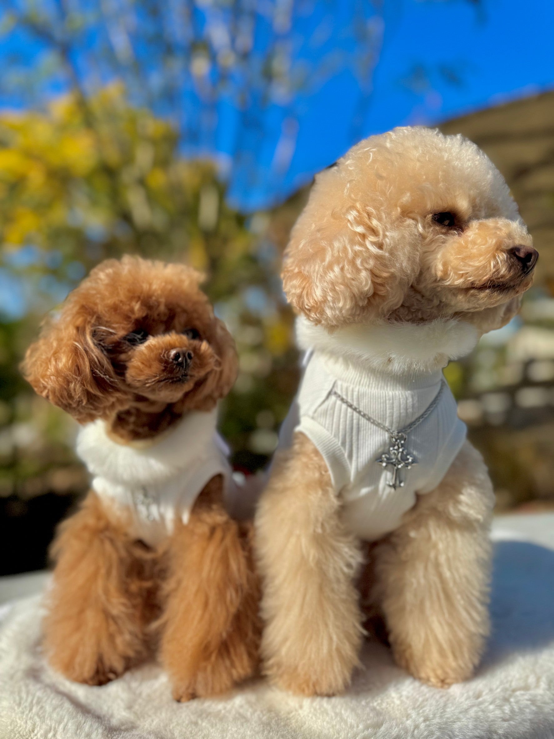 Atelier Câlin 良質な犬服（WANドレス）で飼主様とワンちゃんに豊かな