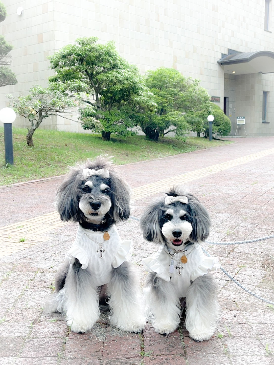 Luxuryトップス　edition_WHITE＋WHITEフリル＿