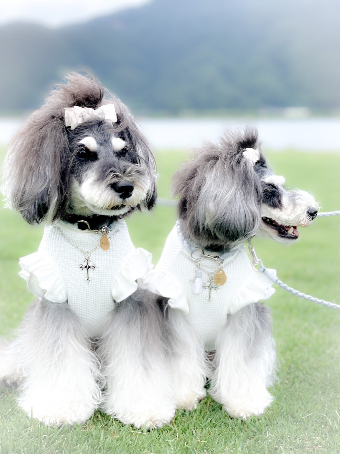 Luxuryトップス　edition_WHITE＋WHITEフリル＿