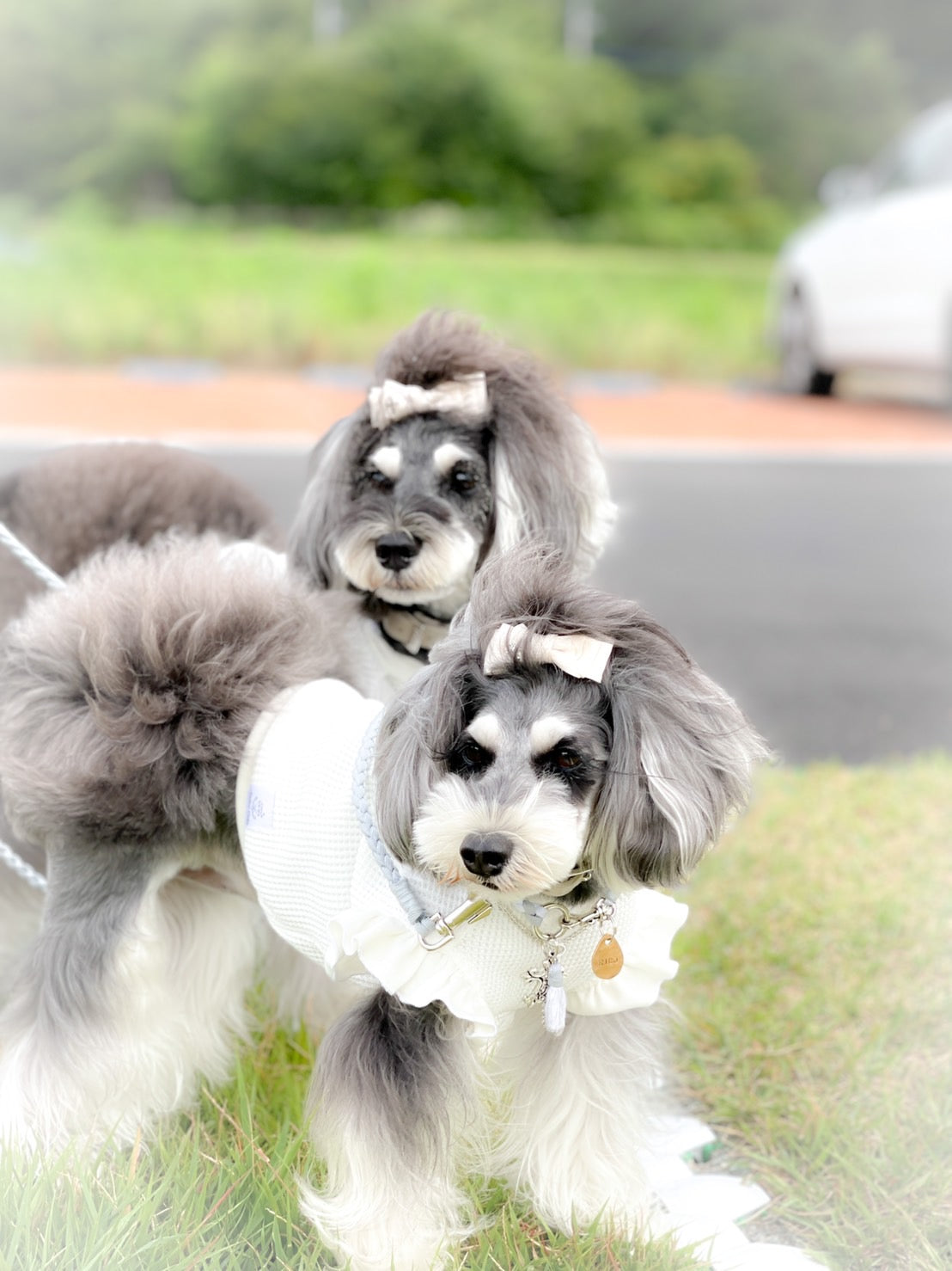 Luxuryトップス　edition_WHITE＋WHITEフリル＿