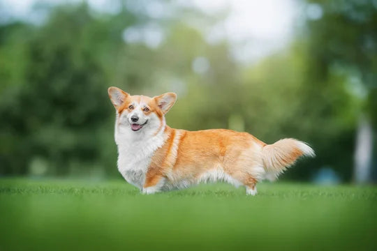 ウェルシュ・コーギー