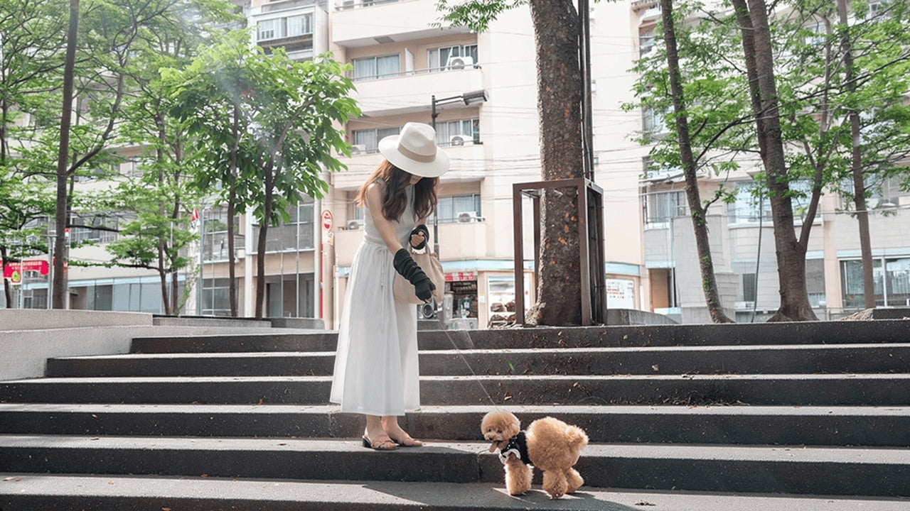 街の階段でトイプードルとお散歩を楽しむ飼い主さん